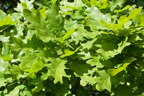 stock image Green oak