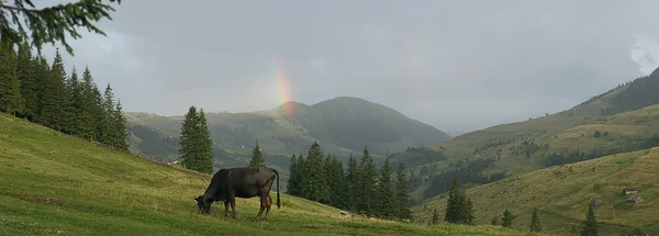 Bull na pastvině montain v ukrajinštině — Stock fotografie