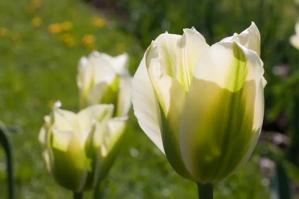 stock image White tulip