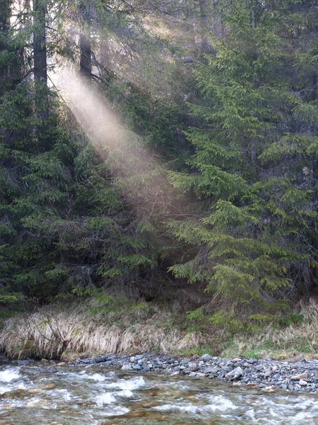 Montaña bosque amanecer Fotos de stock libres de derechos