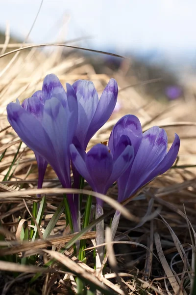 Simbolul primăverii — Fotografie, imagine de stoc