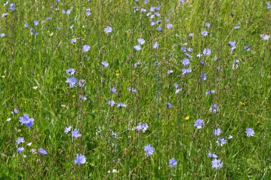 Blue chicory flowers clipart