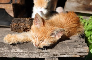 Small cat sleeping clipart