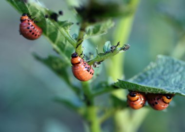 Colorado beetle larva clipart