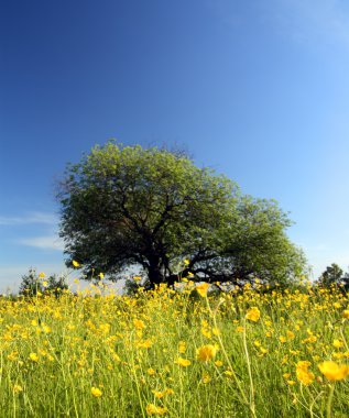 Strange tree and buttercups clipart