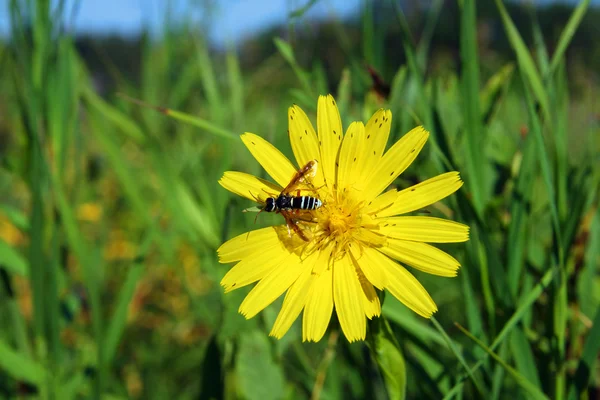 Biene auf gelber Blume in Nahaufnahme — Stockfoto