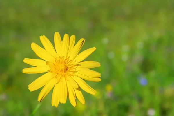 Žlutý květ zblízka — Stock fotografie