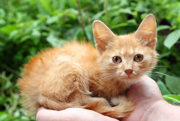 Kleine rode kat in handen — Stockfoto