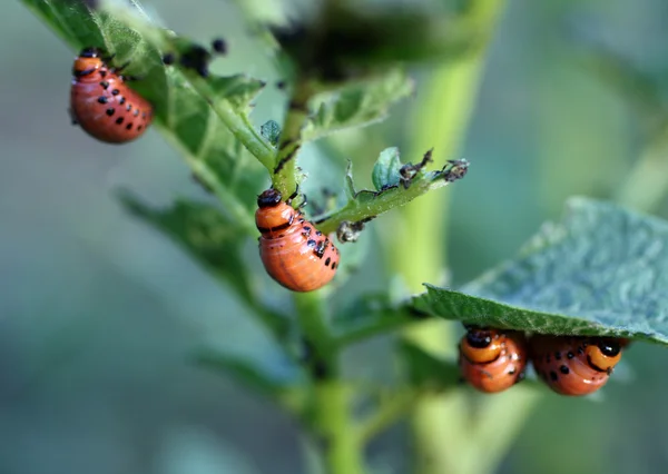 Larva жука Колорадо — стокове фото