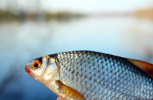Catching roach on lake background — Stock Photo, Image