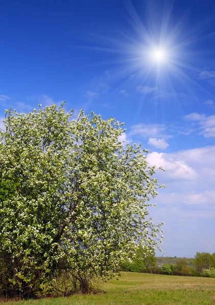 Blossom kuş kiraz ağacı — Stok fotoğraf