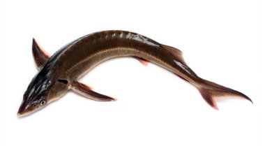 Russian sturgeon clipart