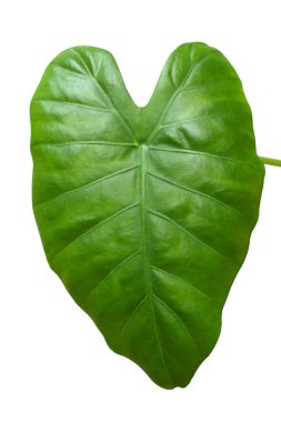 Big green leaf clipart
