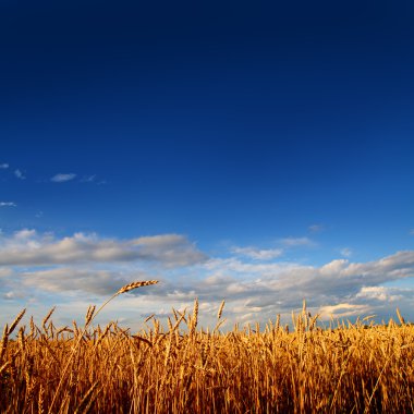 Wheat field in sunset light clipart