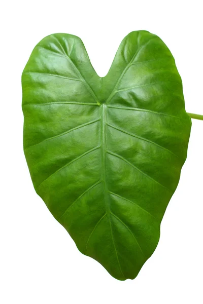Μεγάλο πράσινο φύλλο — Φωτογραφία Αρχείου