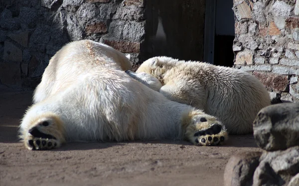 Ursos polares família dormindo — Fotografia de Stock