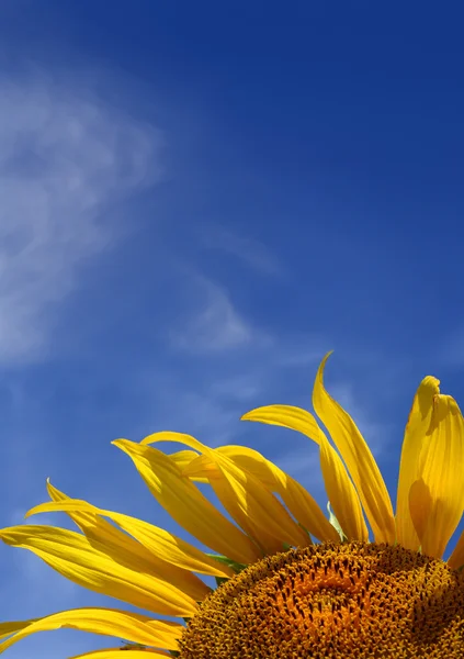 Sonnenblume am Himmel Hintergrund mit Copyspace — Stockfoto