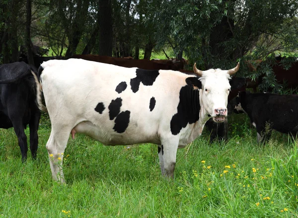 黑色斑点的牛 — 图库照片