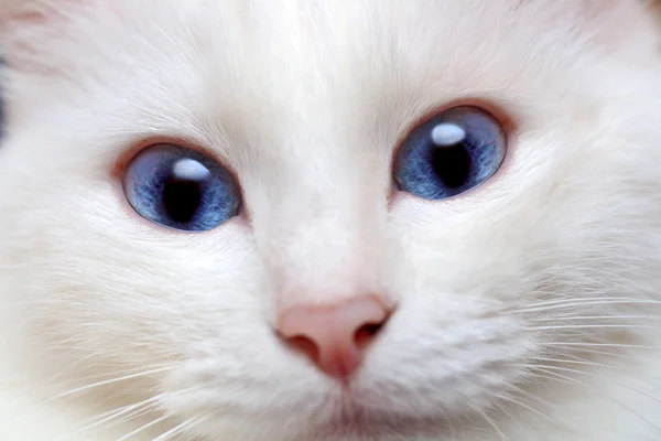 蓝眼睛的白猫 — 图库照片