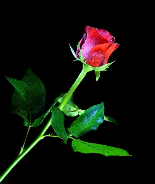 Rose rouge sur noir — Photo