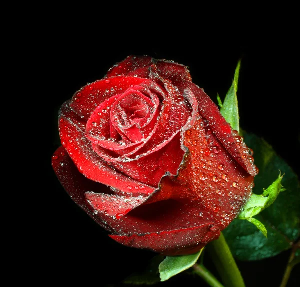 Червона троянда з краплями води — стокове фото