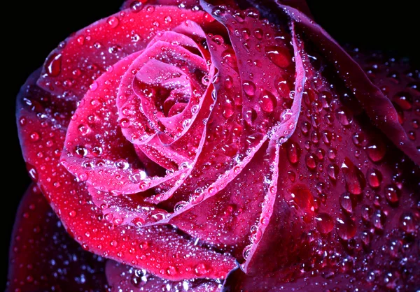 Rosa rossa con gocce primo piano — Foto Stock