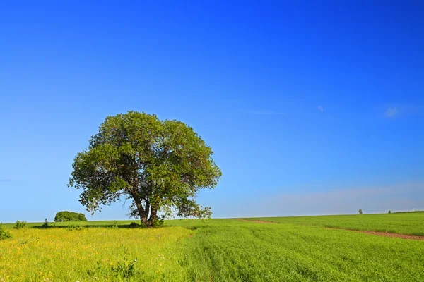 Paysage d'été avec arbre — Photo