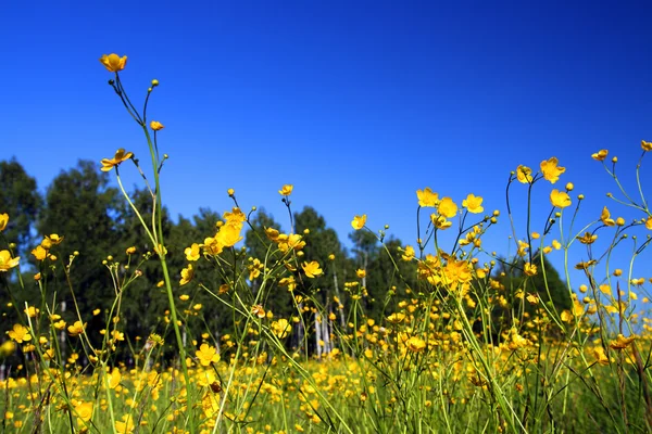 Prairie d'été avec des fleurs — Photo