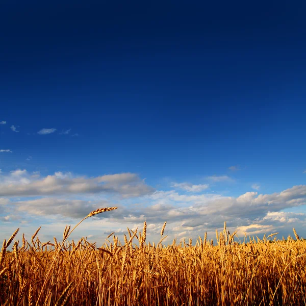Campo de trigo na luz do pôr-do-sol — Fotografia de Stock
