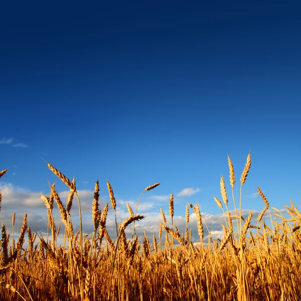 Стебли пшеницы при закате солнца — стоковое фото