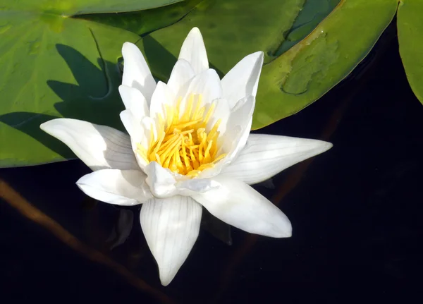 Primo piano Water-lily — Foto Stock