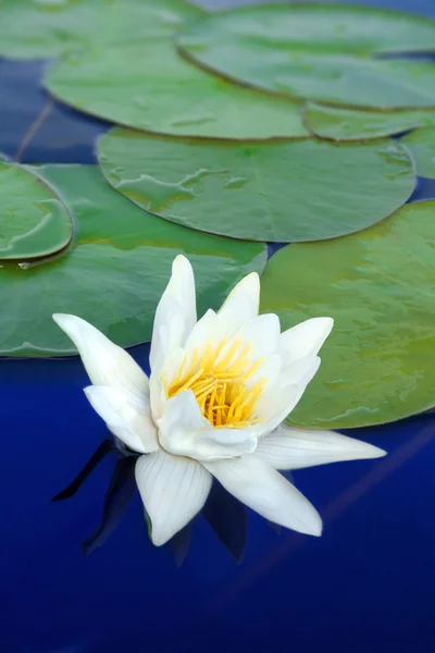 Primo piano Water-lily — Foto Stock