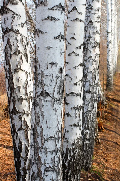 集团的白桦树林 — 图库照片