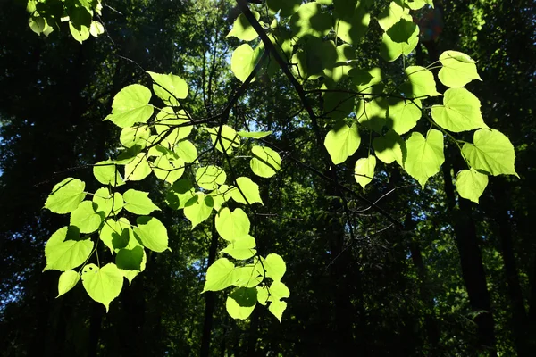 Lime-fa levelek a napfényben — Stock Fotó