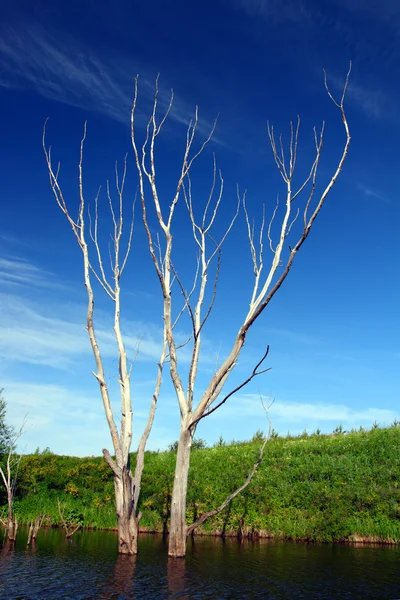 Árvore nua seca na água — Fotografia de Stock