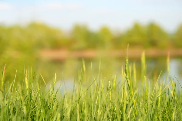 草和湖 — 图库照片