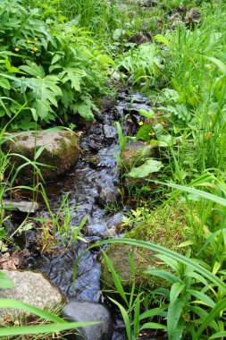 Small woodland stream clipart