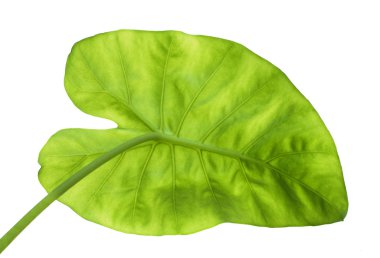 Big green leaf from back clipart