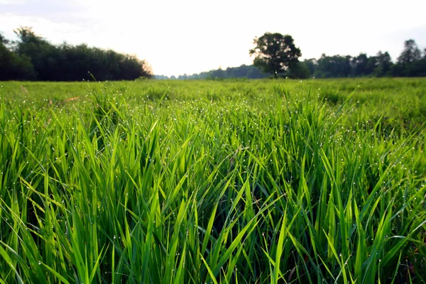 Ранковий пейзаж з росою на траві — стокове фото