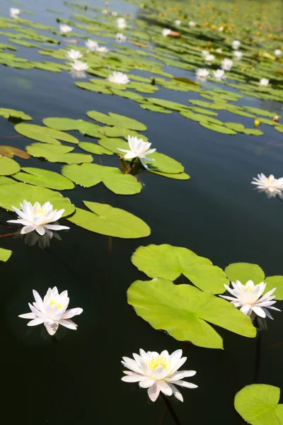 Летнее озеро с цветами лилии — стоковое фото
