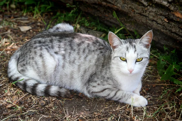 说谎的灰色条纹的猫 — 图库照片