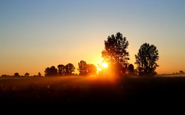 Champ avec arbres au crépuscule avec coucher de soleil — Photo