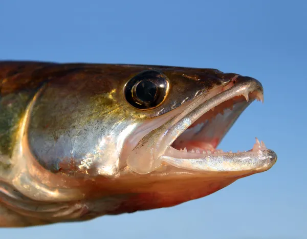 Zander gökyüzü arka plan kafasına balık — Stok fotoğraf