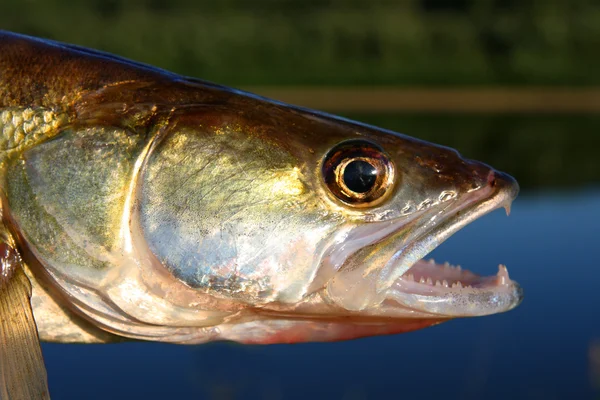 Cabeza de pez Zander — Foto de Stock