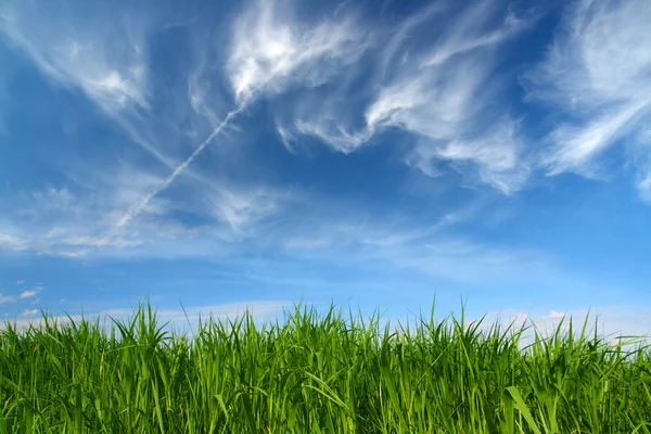 Hierba verde bajo el cielo con nubes vellosas — Foto de Stock