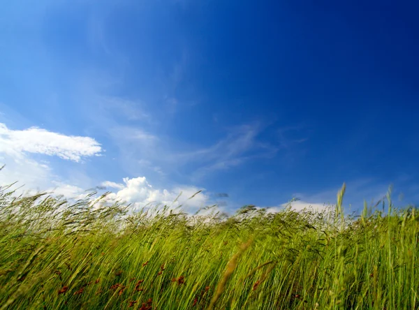 Wieje trawa i wiatr — Zdjęcie stockowe