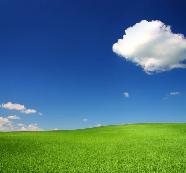 Zielone wzgórze z pszenicy pod błękitne niebo — Zdjęcie stockowe