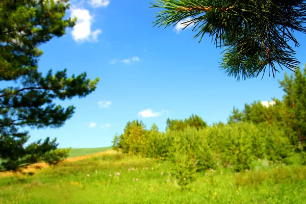 Paesaggio estivo con ramo di pino — Foto Stock