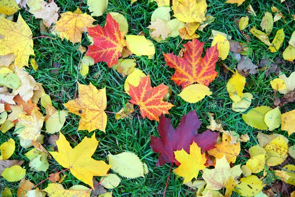 Höst löv på gräs — Stockfoto