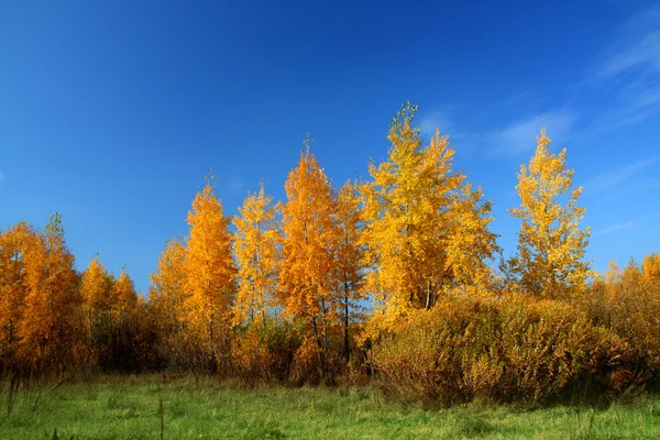 Gelbe Bäume — Stockfoto
